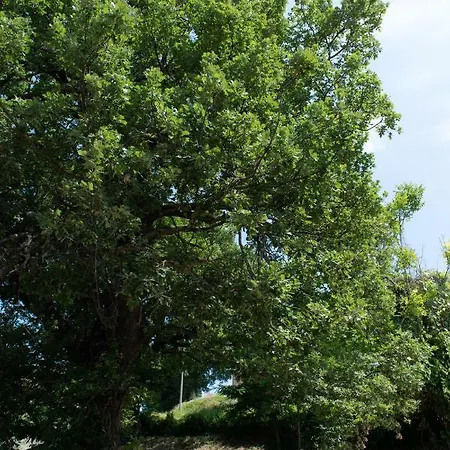 Le Quattro Civette *